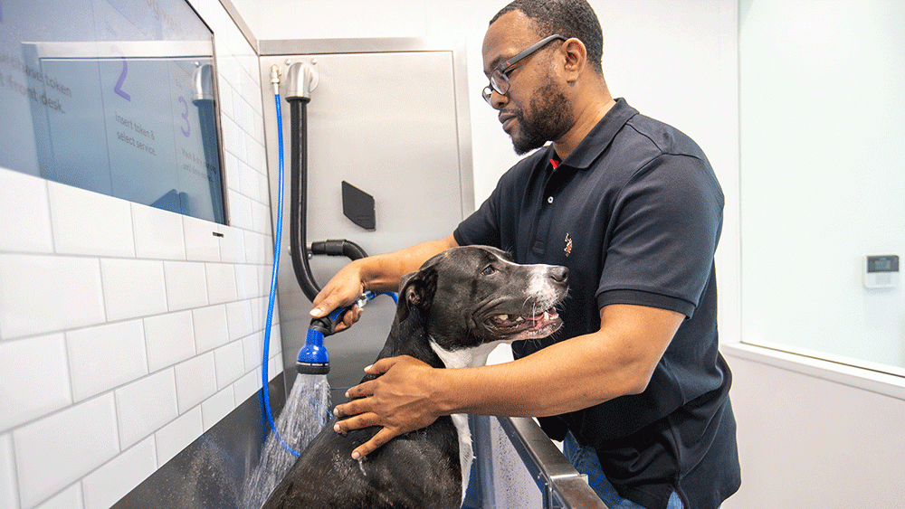 self serve dog wash